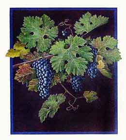 Item #02-0561 Caberne. (Grapes and leaves). Cabernet