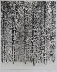 Adams, Ansel - Pine Forest in Snow. Also Called: Trees and Snow