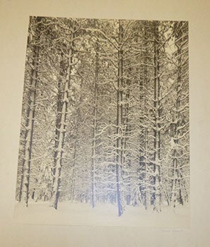 Pine Forest in Snow. Also called: Trees and Snow.