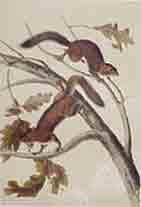 Item #02-0861 Soft Haired Squirrel. John James Audubon