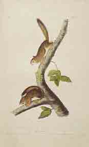 Item #02-0862 Richardson’s Columbian Squirrel. John James Audubon