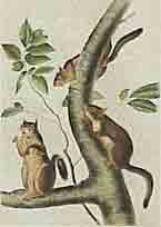 Item #02-0864 Douglass Squirrel. John James Audubon