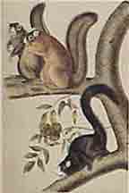 Item #02-0865 Fox Squirrel. John James Audubon