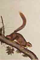 Item #02-0866 Red-tailed Squirrel. John James Audubon