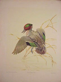 Item #02-1004 Green-Winged Teal. M. Jacques