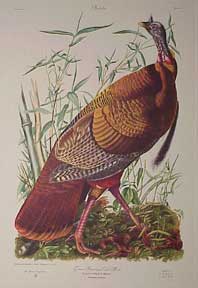 Item #02-1006 Great American Cock Male. Wild turkey. John James Audubon