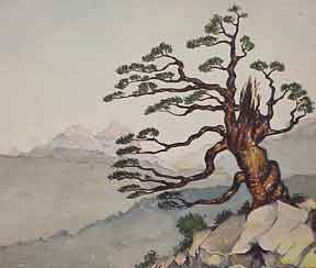 Item #03-0586 Monterey Cypress. Dohemann