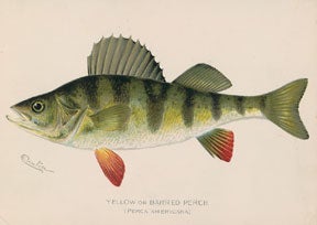 Item #04-1112 Fish. Sherman F. Denton