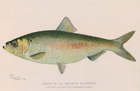 Item #04-1115 Fish. Sherman F. Denton