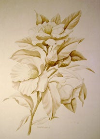 Item #04-1302 Camellia. Shirrell Watson Graves