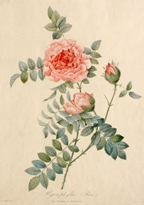 Redout, Pierre-Joseph - Mycrophylla. (Rose)