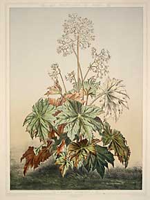 Item #04-1326 Begonia Ricinifolia from Les Promenades de Paris. P. Lambotte, F. Grobon