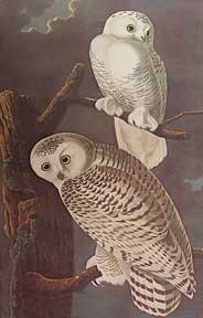 Item #05-1125 Snowy Owl. John James Audubon