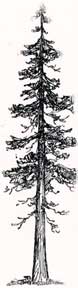 Item #07-0281 Redwood Tree. Letterpress Metal Cut Artist