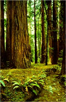 Item #08-0777 Coastal Redwood (Sequoia Sempervirens).Collection of Three Color Postards. Fox...
