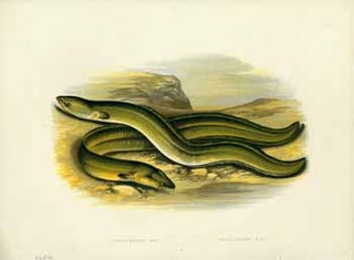 Item #11-0132 Sharp-Nosed Eel, Broad-Nosed Eel (from William Houghton's British Fresh Water...