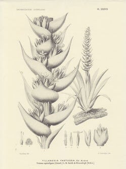 Item #13-1138 Announcing a New Edition of Bromeliaceae Andreanae par Ed. André. An Accounting...
