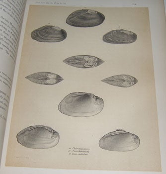 Lea, Isaac - Observations on the Genus Unio; Together with Descriptions of New Species in the Family Unionidae, and Descriptions of Embryonic Forms and Soft Parts. Also, New Species of Strepomatidae and Limnaeidae. Read Before the Academy of Natural Sciences of Philadelphia, and Published in Its Journal