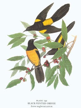 Item #15-5933 The Arion Press Prospectus for Birds of the Pacific Slope, as Painted & Described...