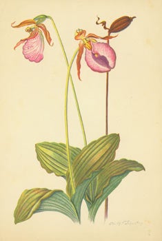 Item #15-6977 Orchids. Chromolithograph. Edith F. Johnston