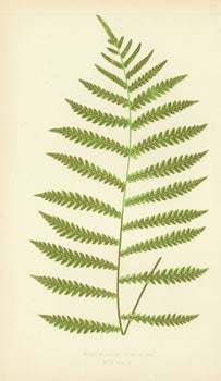 Item #15-6979 Woodwardia Virginica. XLV--Vol. 4. Chromolithograph. Edward J. Lowe