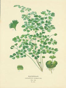 Item #15-6980 Maidenhair (Adiantum Cuneatum). Nat. Size. Pl. 310. Chromolithograph. Edward J. Lowe