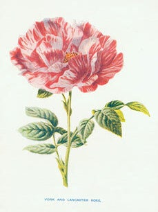 Item #15-6981 York And Lancaster Rose. Edward J. Lowe