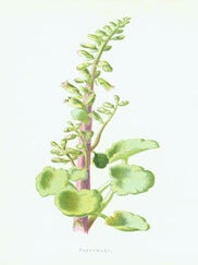 Item #15-6982 Pennywort. Chromolithograph. Edward J. Lowe