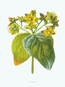 Item #15-6983 Tutsan. Chromolithograph. Edward J. Lowe