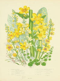 Item #15-6984 Common Mudwort, Cornish Money Wort, Great Mullein, Moth Mullein, Large Flowered...