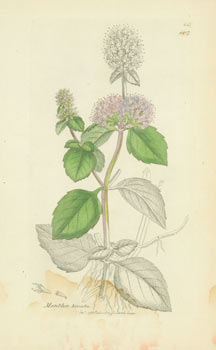 Item #15-6985 Mentha Hirsuta. Color Engraving. J. Towerby, London