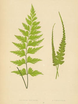 Item #15-6986 Asplenium Conticuum. Asplenium Pinnatifiduum. Chromolithograph. Edward J. Lowe
