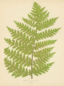 Item #15-6987 Marattia Kaulfussil. Chromolithograph. Edward J. Lowe