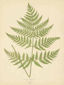 Item #15-6988 Pteris Aquilina. Chromolithograph. Edward J. Lowe