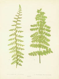 Item #15-6989 Polypodium Flexile. Polypodium Flexile, Var. Laciniatum. Chromolithograph. Edward...