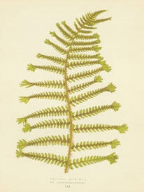 Item #15-6990 Lastrea Fiix-Mas. Chromolithograph. Edward J. Lowe