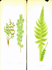Item #15-6991 Gymnogramma Rutaefolia & Aspidium Angulare (XLV). Aspidium Deltoideum (XLI