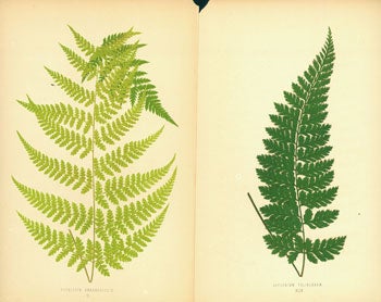  - Hypolepis Amaurorachis (II). Asplenium Foliolosum (XLIV)