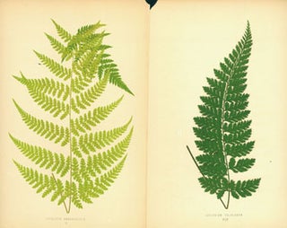 Item #15-6992 Hypolepis Amaurorachis (II). Asplenium Foliolosum (XLIV