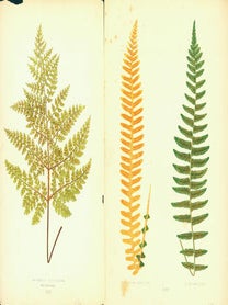 Item #15-6993 Polypodium Sepultum & Polypodium Asplenioides (XXXIV). Aspidium Dilatatum (LIII