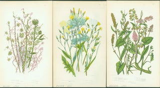 Item #15-8248 Common Buckwheat, Strong Scented Lettuce, & Greater Dodder. Loose Prints from...