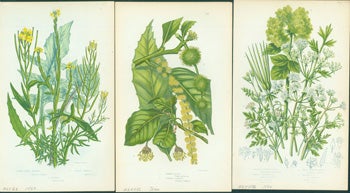 Item #15-8249 Common Hedge Mustard, Common Beech, & Cornish Bladder-Seed. Loose Prints from Flowering Plants Of Great Britain. Anne Pratt.