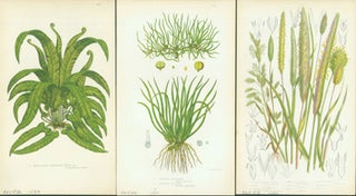 Item #15-8250 Harts-Tongue Spleenwort, European Quillwort, & Cultivated Canary Grass, et al....