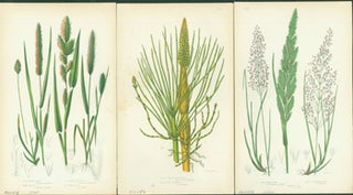Item #15-8251 Blue Moor Grass, Great Water-Horsetail, & Wood Small Reed. Loose Prints from...