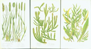 Item #15-8253 Sweet Scented Vernal Grass, Common Club Moss, & Common White Willow. Loose Prints...