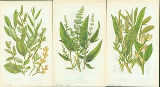 Item #15-8254 Little Tree Willow, Alpine Dock, & Silky Leaved Osier. Loose Prints from Flowering...
