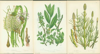 Pratt, Anne - Flowering Great Round Headed Garlic, Tea-Leaved Willow, & Corn Horsetail. Loose Prints from Flowering Plants of Great Britain