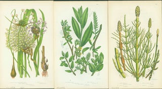 Item #15-8255 Flowering Great Round Headed Garlic, Tea-Leaved Willow, & Corn Horsetail. Loose...