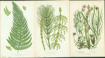 Pratt, Anne - Common Prickly Fern, Branched Wood Horsetail, & Sea Ruppia, Et Al. Loose Prints from Flowering Plants of Great Britain