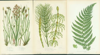 Item #15-8257 Prickly Twig Bush, Branched Wood Horsetail, & Angular Leaved Prickly Fern. Loose...